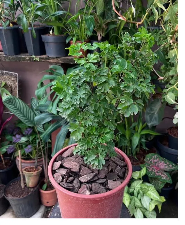 Arália em vaso grande de barro com cobertura de casca, folhagem verde recortada e densa