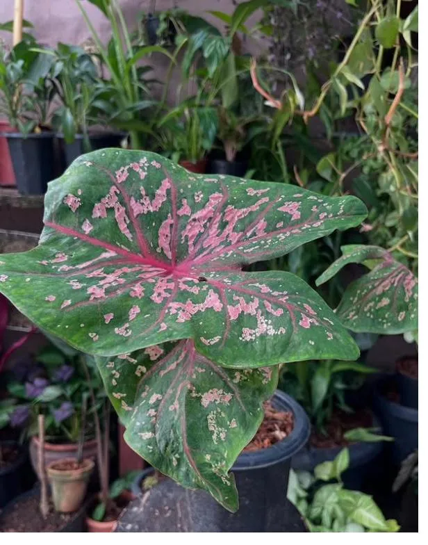 Folha de caládio em forma de coração, verde com manchas rosa e nervuras rosadas