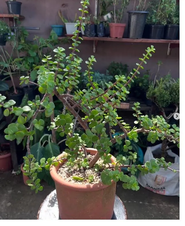 Portulacária adulta de caule lenhoso ramificado e folhas pequenas e redondas, em vaso de barro