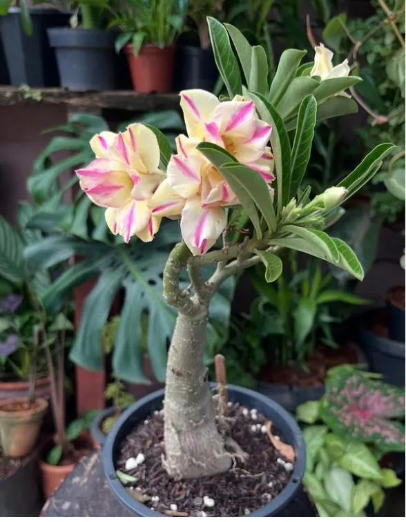 Rosa do deserto com flores dobradas creme listradas de rosa, em vaso preto no viveiro da La Belle Jasmim
