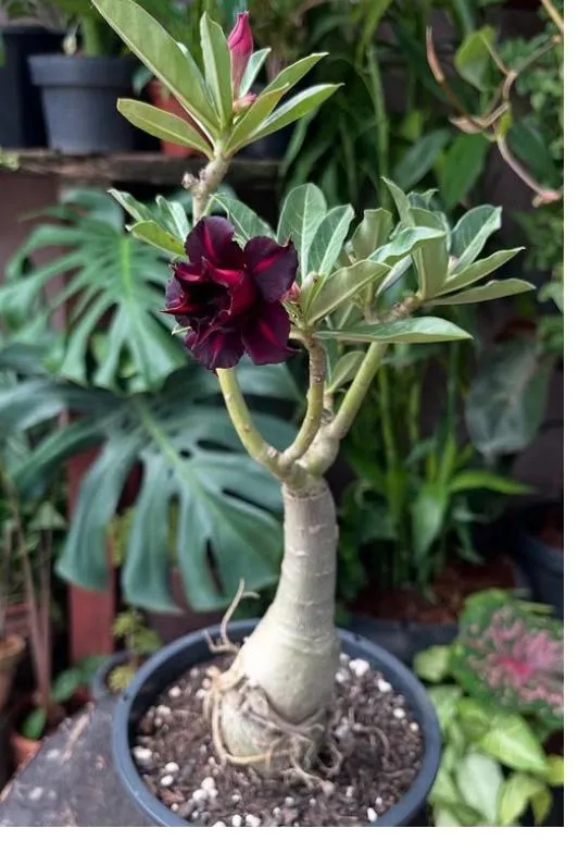 Rosa do deserto com flor dobrada vinho escura e caudex claro exposto, em vaso preto