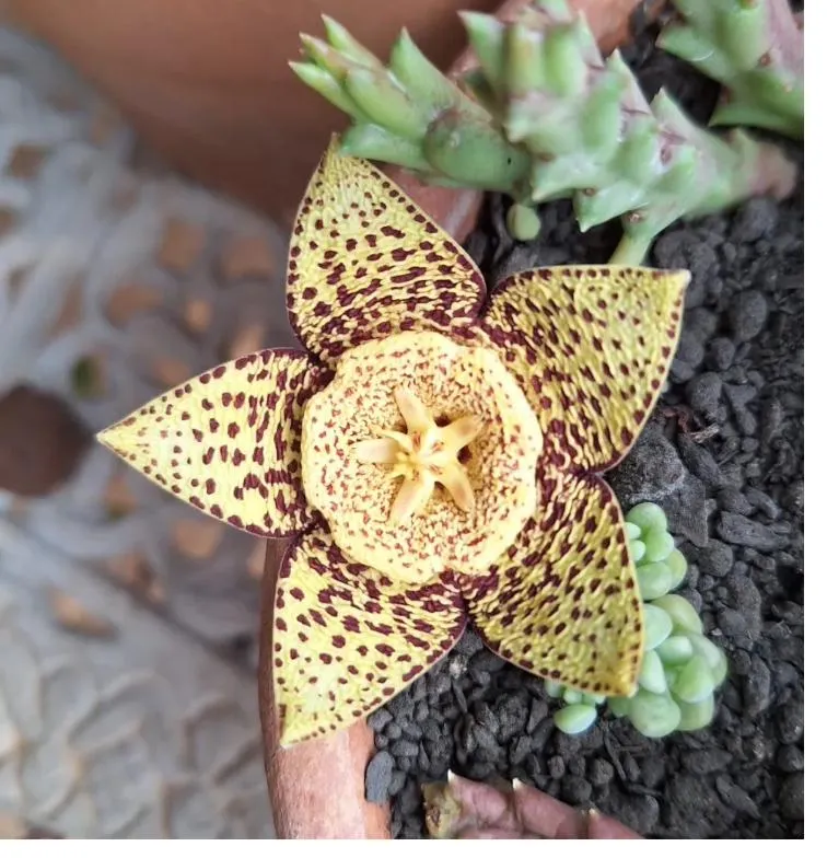 Flor de estapélia amarela com pintas vinho, aberta em forma de estrela